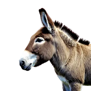 Hand Drawn Donkey PNG 05232024 PNG