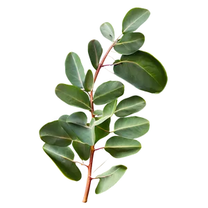 Hand Drawn Eucalyptus Leaves PNG 06272024 PNG