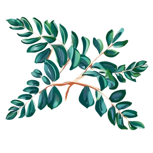 Hand Drawn Eucalyptus Leaves PNG Jix67 PNG