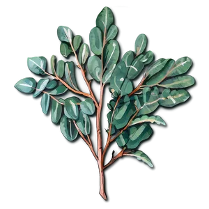 Hand Drawn Eucalyptus Png 05242024 PNG image