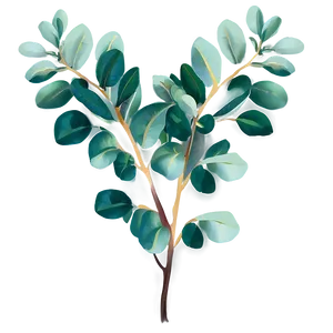 Hand Drawn Eucalyptus Png Ism PNG image