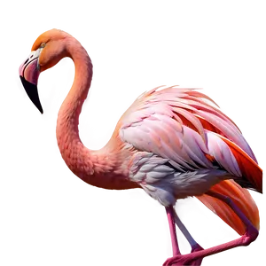 Hand Drawn Flamingo Sketch PNG 05062024