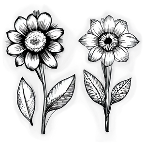 Hand-drawn Flower Black And White Png 58 PNG image