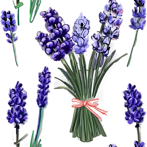 Hand Drawn Lavender Bouquet PNG 05062024