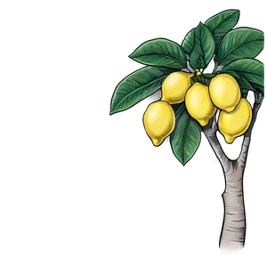 Hand-drawn Lemon Tree Png 50 PNG image