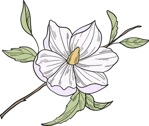 Hand Drawn Magnolia Flower Illustration PNG image