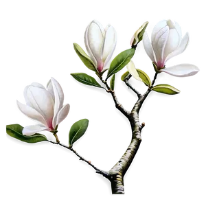 Hand Drawn Magnolia Tree PNG 06212024 PNG