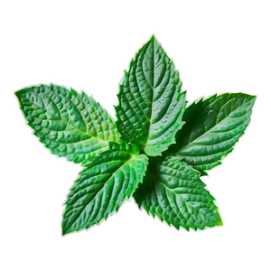 Hand Drawn Mint Leaf Png Wcv PNG image