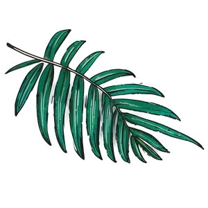 Hand Drawn Palm Leaves PNG 52