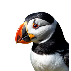 Hand Drawn Puffin Png 06292024 PNG image