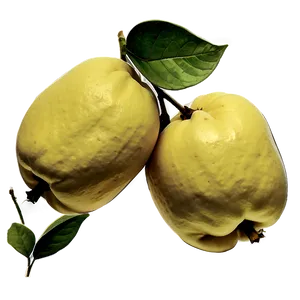 Hand-drawn Quince Sketch Png Bls24 PNG image