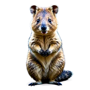 Hand-drawn Quokka Art Png Lvv PNG image