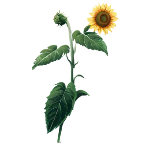 Hand Drawn Sunflower PNG 05252024 PNG