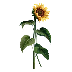 Hand Drawn Sunflower PNG 05252024 PNG