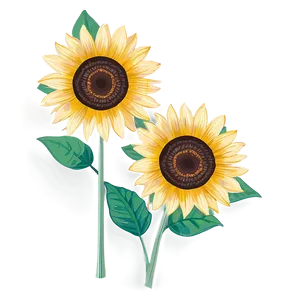 Hand Drawn Sunflower Transparent PNG 54 PNG