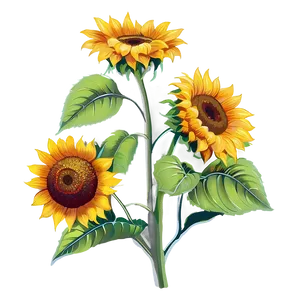 Hand Drawn Sunflower Transparent PNG Wob PNG