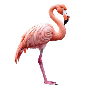 Hand-drawn Tropical Flamingo Png 06272024 PNG image