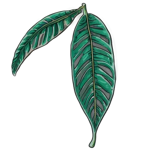 Hand-drawn Tropical Leaf Png Qal PNG image