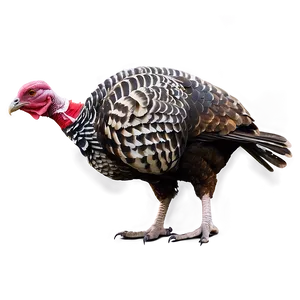 Hand Drawn Turkey PNG 05032024