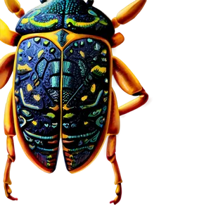 Hand-drawn Weevil Png 06292024 PNG image