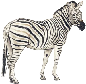 Hand Drawn Zebra Illustration PNG image