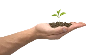 Hand Holding Soil With Sprout PNG image