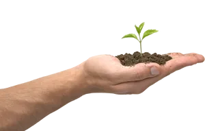 Hand Holding Soil With Sprout PNG image