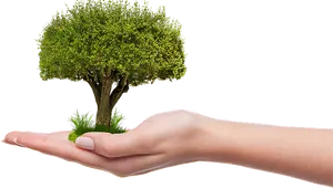 Hand Holding Tree Concept