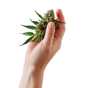 Hand Holding Weed Png 05032024 PNG image