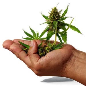 Hand Holding Weed Png Nhw9 PNG image