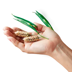 Hand Holding Wheat PNG Igu PNG