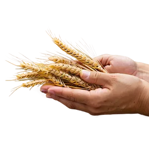 Hand Holding Wheat PNG Mgw75