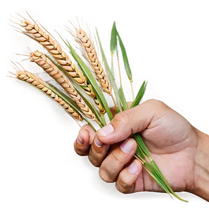 Hand Holding Wheat Png Ogl40 PNG image