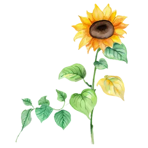 Hand-painted Sunflower Watercolor Png 41 PNG image