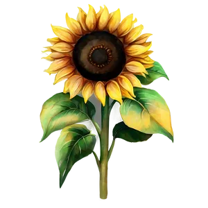 Hand-painted Sunflower Watercolor Png Kar21 PNG image