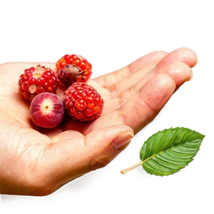 Hand-picked Berries Png 06122024 PNG image