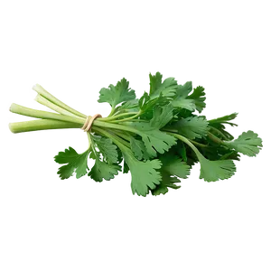 Handful Of Cilantro Png Pxc PNG image