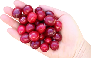 Handfulof Fresh Cranberries PNG image