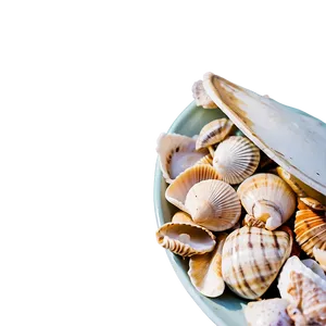 Handpicked Beach Shells Png 3 PNG image