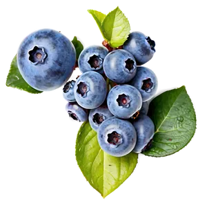 Handpicked Blueberries Png 91 PNG image