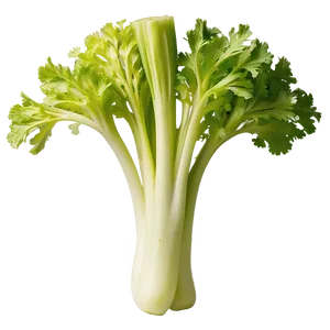 Handpicked Celery Png 06252024 PNG image