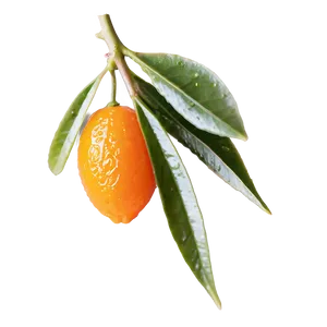 Handpicked Kumquat PNG 1