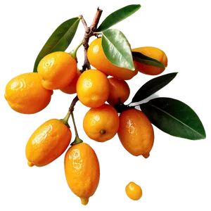 Handpicked Kumquat PNG Tcc PNG