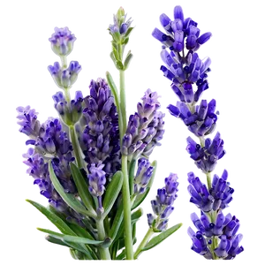 Handpicked Lavender Png 16 PNG image