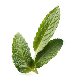 Handpicked Mint Leaves PNG 36 PNG