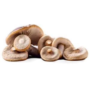Handpicked Mushrooms Png 98 PNG image