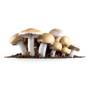 Handpicked Mushrooms PNG Jbq