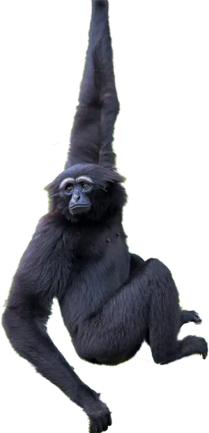 Hanging Black Gorilla PNG image