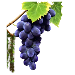 Hanging Grape Vine PNG Xtj PNG