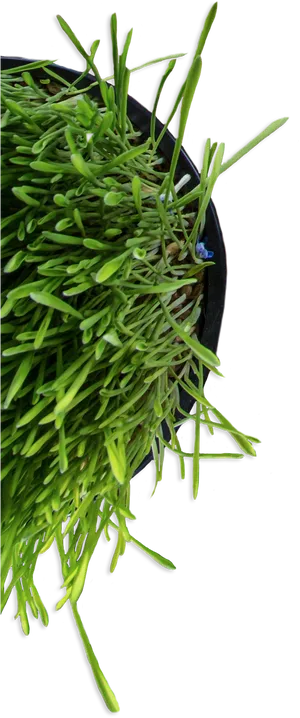 Hanging Green Houseplant Top View.png PNG image
